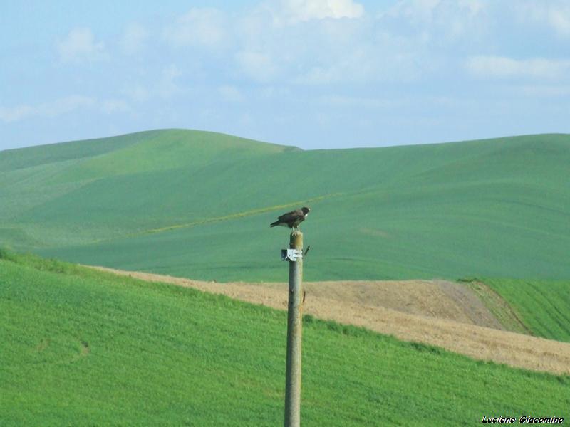 poiane foto